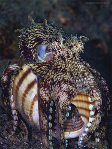 Octopus - invader by Iyad Suleyman 